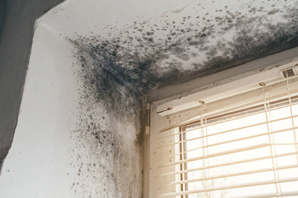 Affordable Mold Cleanup solutions in Bedford, PA